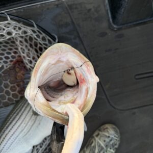 Striper Addiction Beaver Lake Guide Service, serving Northwest Arkansas with professional & affordable striper fishing charters on Beaver Lake Striper Addiction Beaver Lake Guide Service, serving Northwest Arkansas with professional & affordable striper fishing charters on Beaver Lake