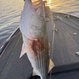 Striper Addiction Beaver Lake Guide Service, serving Northwest Arkansas with professional & affordable striper fishing charters on Beaver Lake Striper Addiction Beaver Lake Guide Service, serving Northwest Arkansas with professional & affordable striper fishing charters on Beaver Lake