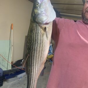 Striper Addiction Beaver Lake Guide Service, serving Northwest Arkansas with professional & affordable striper fishing charters on Beaver Lake Striper Addiction Beaver Lake Guide Service, serving Northwest Arkansas with professional & affordable striper fishing charters on Beaver Lake