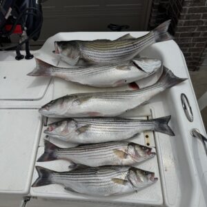 Striper Addiction Beaver Lake Guide Service, serving Northwest Arkansas with professional & affordable striper fishing charters on Beaver Lake Striper Addiction Beaver Lake Guide Service, serving Northwest Arkansas with professional & affordable striper fishing charters on Beaver Lake