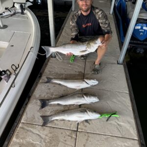 Striper Addiction Beaver Lake Guide Service, serving Northwest Arkansas with professional & affordable striper fishing charters on Beaver Lake Striper Addiction Beaver Lake Guide Service, serving Northwest Arkansas with professional & affordable striper fishing charters on Beaver Lake