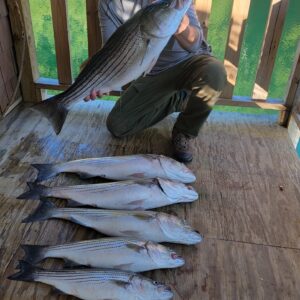 Striper Addiction Beaver Lake Guide Service, serving Northwest Arkansas with professional & affordable striper fishing charters on Beaver Lake Striper Addiction Beaver Lake Guide Service, serving Northwest Arkansas with professional & affordable striper fishing charters on Beaver Lake
